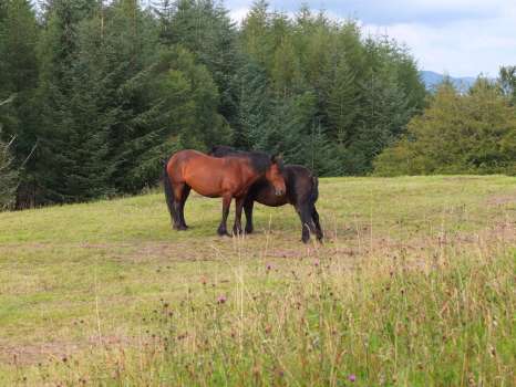 The ponies Rose and Quince just after taking the hay off in High Field last year