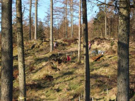 Leaving lots of room for natural regeneration of larch alongside the newly planted trees