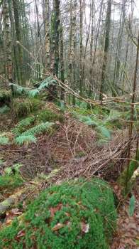 Typical red squirrel habitat of unthinned larch and spruce in Sawrey Ground Plantation at Yewfield