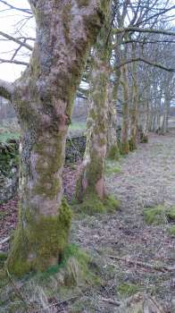 A row of wind firm Sycamore on the path to Tarn Hows