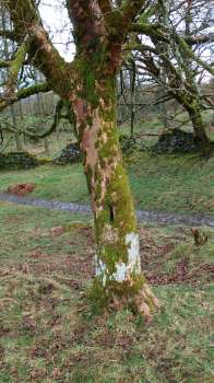 A rich mix of mosses and lichens on Sycamore bark