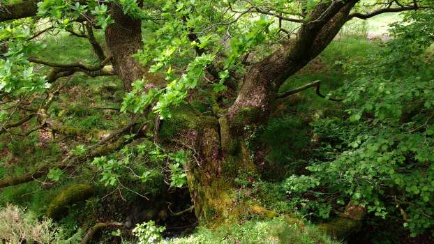An old oak by the stream providing an ideal nest site for bats