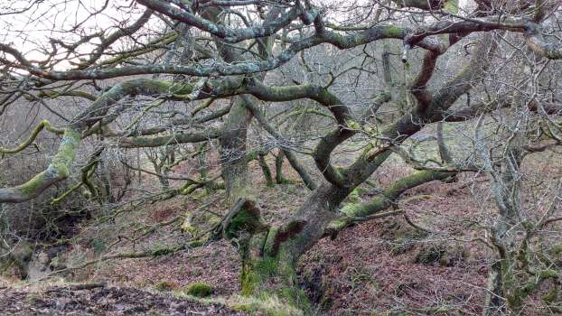 An oak by the stream above the tarn with a split trunk