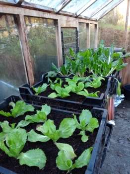 The mild early winter has brought on late autumn sowings in the greenhouse