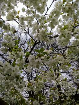 Prunus 'Tai Haku' blossom