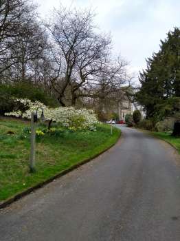 Prunus 'Tai Haku' by the entrance drive to Yewfield