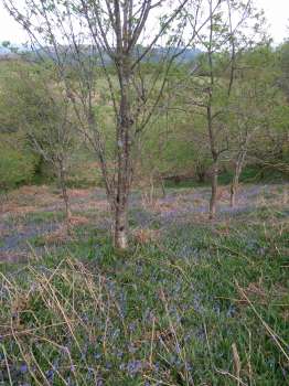Bluebells under young oaks in Corner Copse