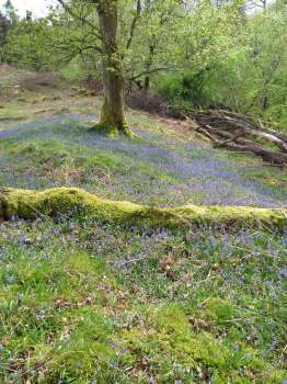 Bluebells under an oak on the edge of a clear felled diseased larch area