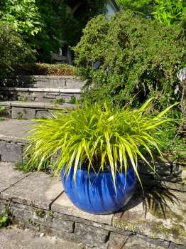 Hakenochloa in a contrasting coloured pot