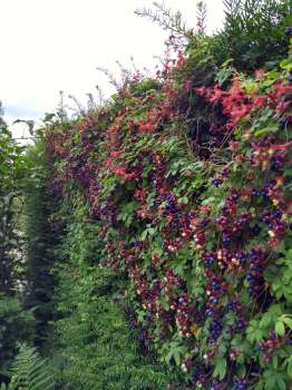 Tropeolum speciosum on an unclipped yew hedge showing its bright blue seeds and showy red flowers