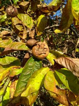 The curious shape of a medlar that will be left on the tree to blet
