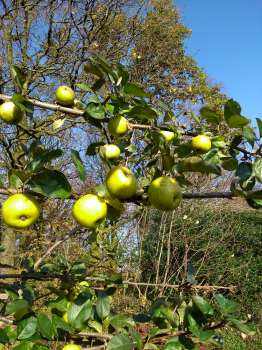 Tolstoy apples in the upper garden