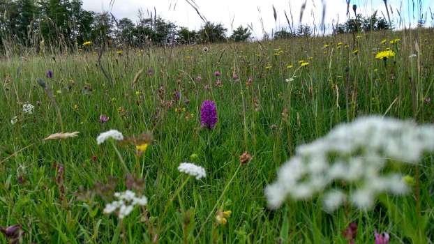 Northern marsh orchid in High Field