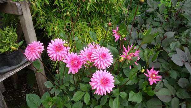 A double dahlia Pipers Pink