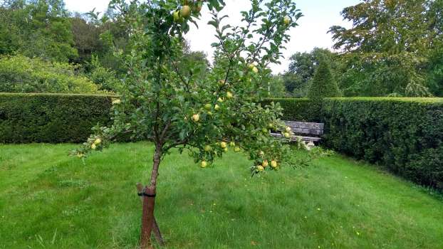 One of four Keswick Codlin apple trees in Jakes Garden