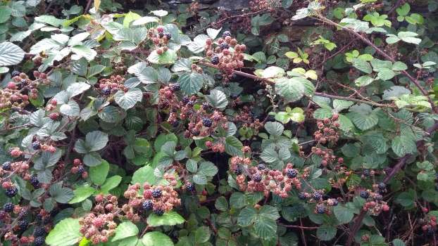 Blackberries ripening on the footpath up to Tarn Hows
