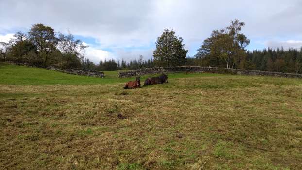 Our ponies keeping an eye on us as we gather rushes