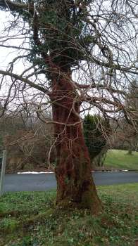 Clearing the trunk of the Dawn Redwood of ivy