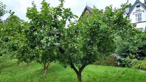 Greensleeves is a reliable disease resistant dual purpose apple 