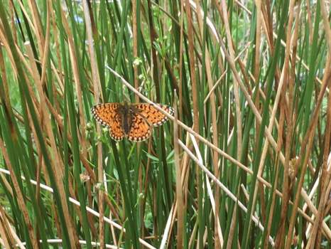 Small pearl bordered fritillary on soft rush in High Field