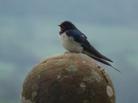 A swallow on the finial outside my window