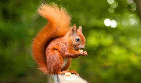 Beatrix Potter's Squirrel Nutkin, our native red squirrel