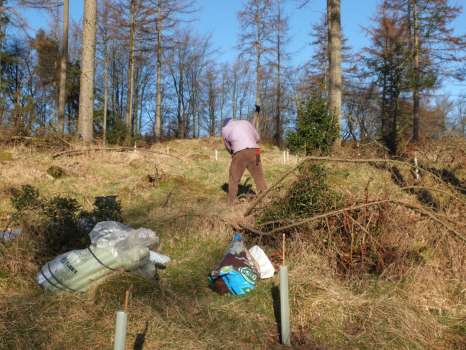 Planting sycamore in plastic tubes to protect young trees from rabbit, hare and vole damage