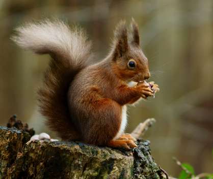 The native red squirrel with it's characteristic cute ear tufts