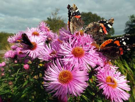 A crowd of red admirals on Michaelmas daisy