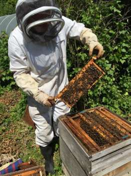 Looking for brood in one of our three hives.