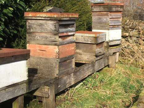 The beehives this afternoon, with bees at the mouths of the two active hives