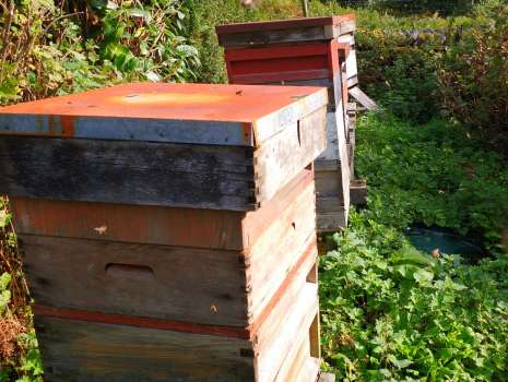 Our bee hives full with winter stores of honey