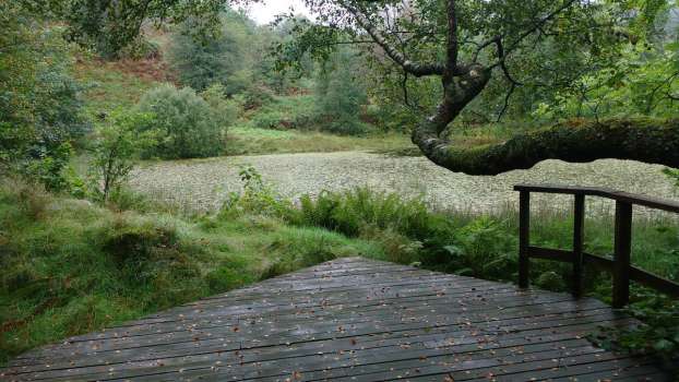 Early autumn morning at Yewfield's small tarn with birch leaves on the deck