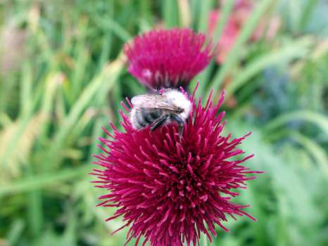 A late bee on a second flowering of the melancholy thistle