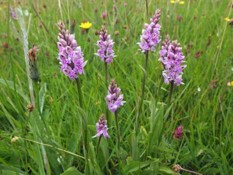 A group of common spotted orchid in the upper hay meadow