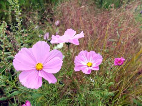 Cosmos and the hazy pinkish panicles of pheasant's tail grass