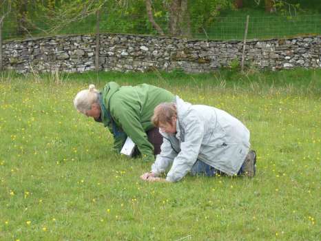 Surveying grassland species in Middle Field