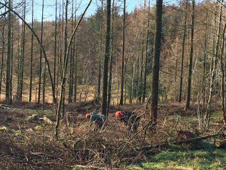 Gary and his forestry apprentice Will clearing the ground for the new enclosure