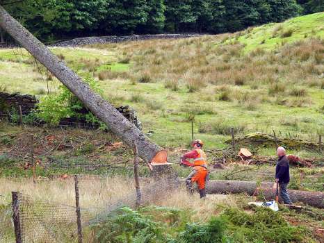 Contractors felling a larch in the corner of one of the planting enclosures
