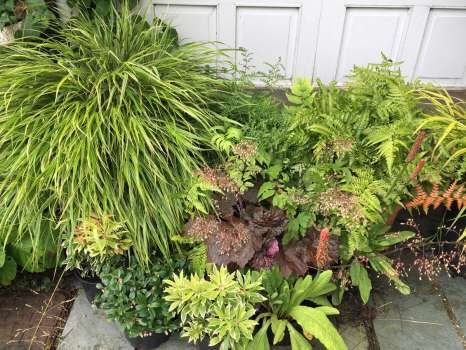 All these foliage plants in a shady spot needed watering at least once a day during the heatwave