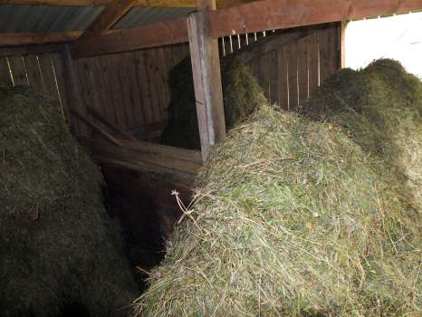 Four racks of damp hay, waiting for sunny weather to dry it before baling