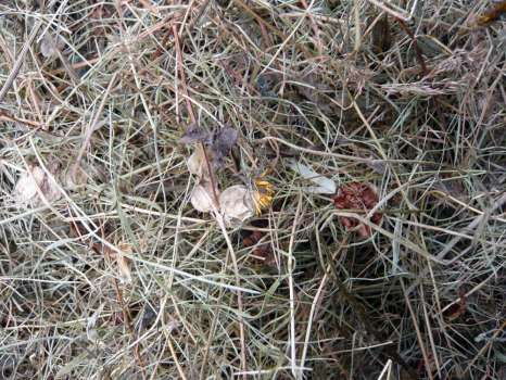 A close up of the hay with hay rattle, cat's-ear and self-heal among the grasses
