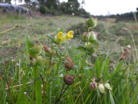 A patch of hayrattle missed by the cutter bar - this parasitic plant weakens the grasses and thus encourages wildflowers