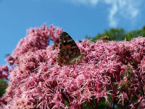 Honeybees and a painted lady butterfly on hemp agrimony