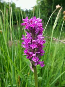 Northern marsh orchid numbers are increasing in our meadows