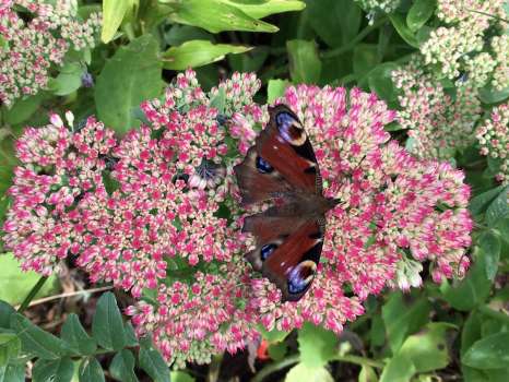 Peacock on sedum - their numbers were the fourth highest in the count