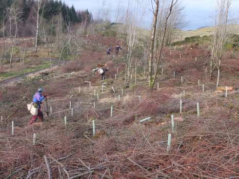 Planting a mix of Scots pine, beech and birch in the Greene Wood 