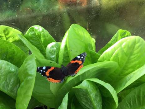 Red admiral sheltering from the gales on winter lettuce in the greenhouse