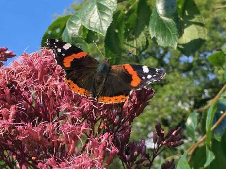 Red admiral on Jo Pye weed on a rare sunny day in September