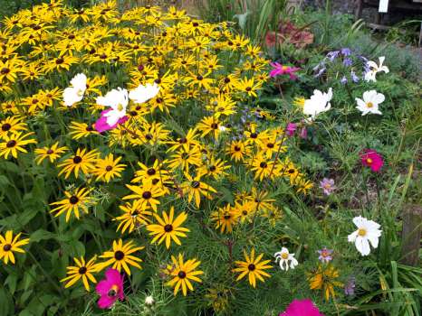 A clump of Rudbeckia with bright pink and white cosmos flowers